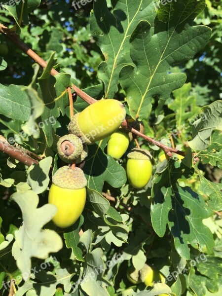 Acorns Oak Fruits Oak Leaves Deciduous Tree