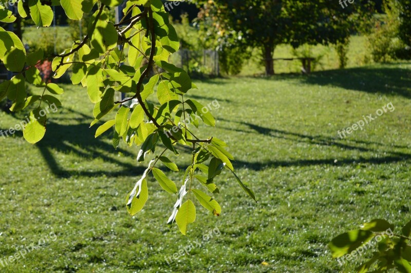 Walnut Nature Leaf Leaves Summer