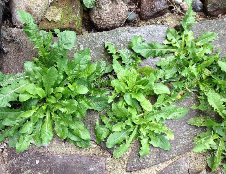 Dandelion Weeds Garden Spring Summer