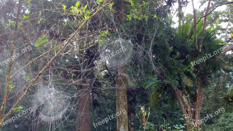 Spider Web On The Mountain Those Aesthetics Nature Tree