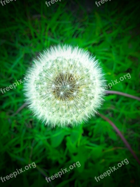 Flower Dandelion Yellow Flower Weed Spring Plant