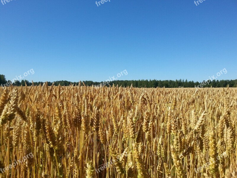 Sky Cornfield Blue Sky Finnish Landscape