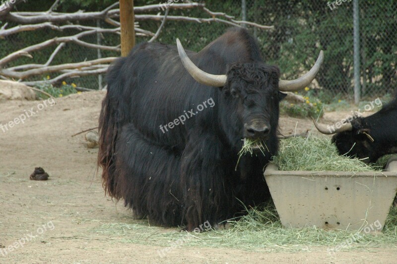 Yak Eating Hay Free Photos