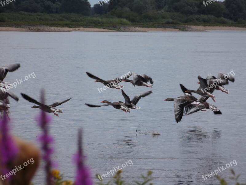 Elbe Geese Nature Fly Flying