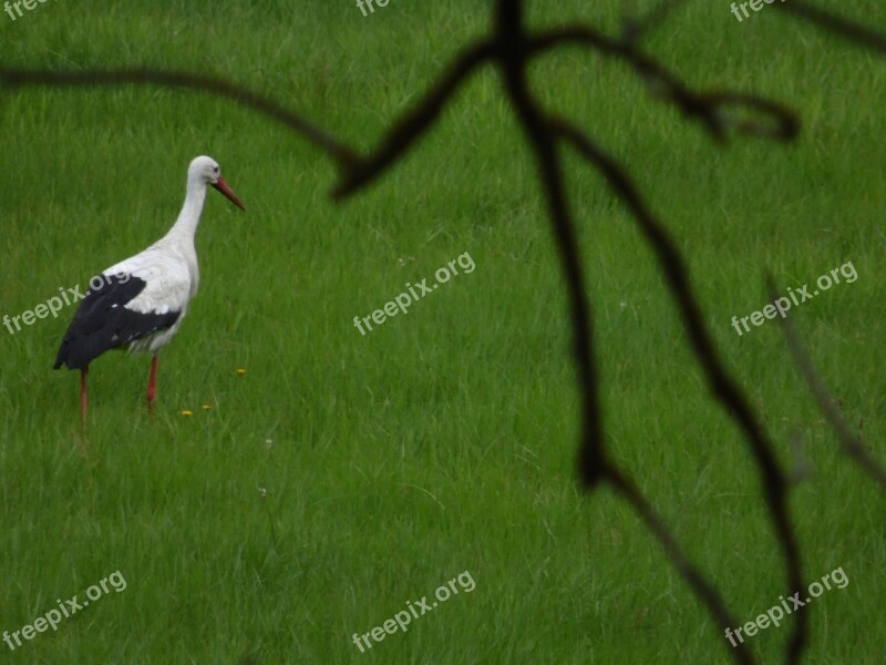 Stork Adebar Rattle Stork Nature Elbtalaue