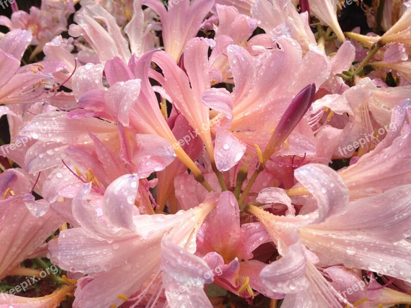 Pink Floral Spring Blossom Petal Spring Flowers