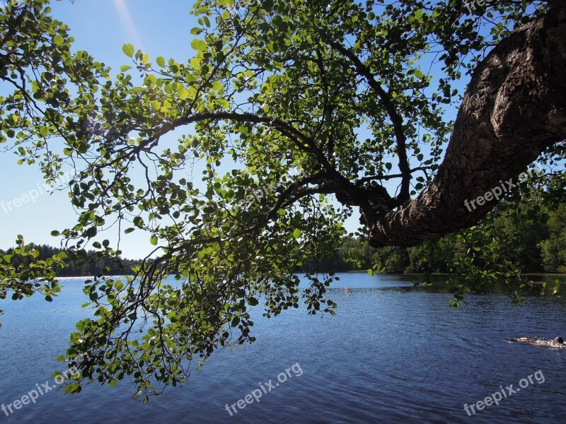 Summer Water Lake Beach Nature