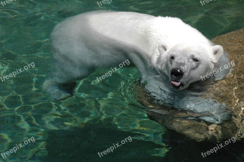 Polar Bear White Fur Water Swimming