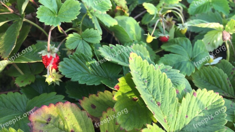 Dacha October Berries Garden Nature