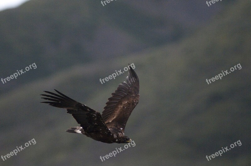 Golden Eagle Flying Bird Wildlife Nature