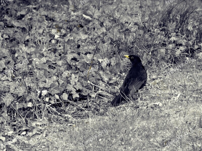 Bird Blackbird Animal Nature Free Photos