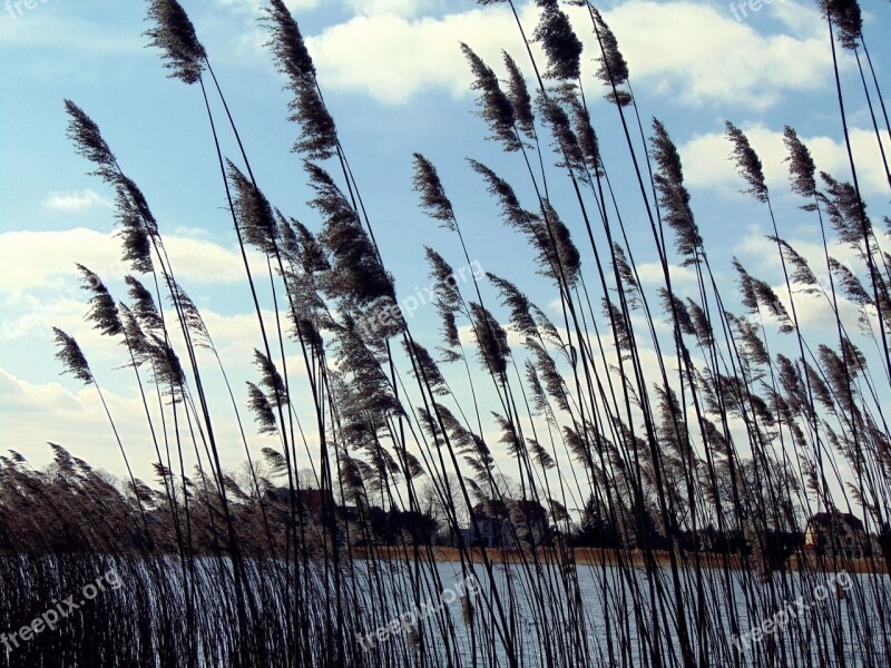 Lake Nature Grasses Landscape Waters