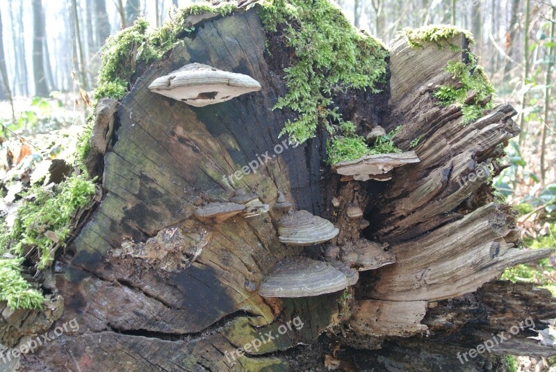 Tree Fungus Mushroom Forest Nature Mushrooms On Tree