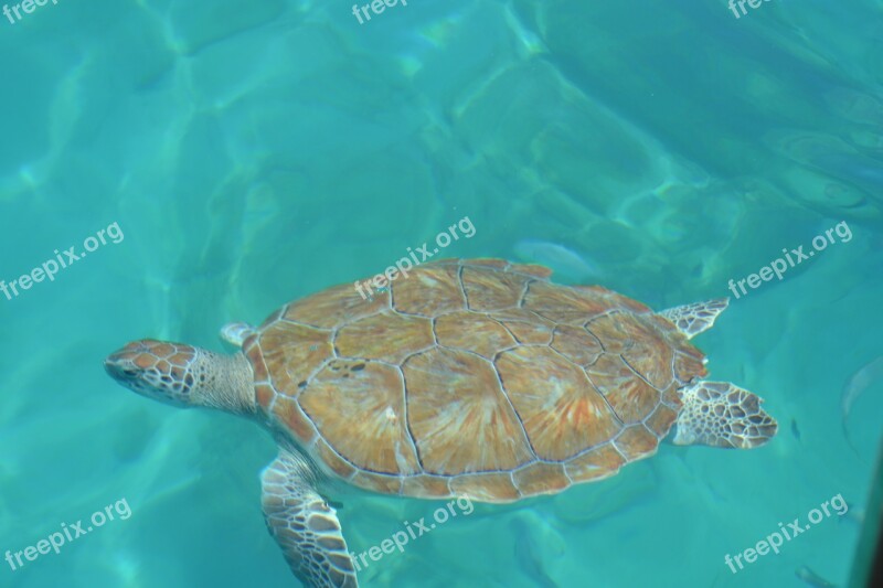 Holidays Summer Sea Turtle Barbados