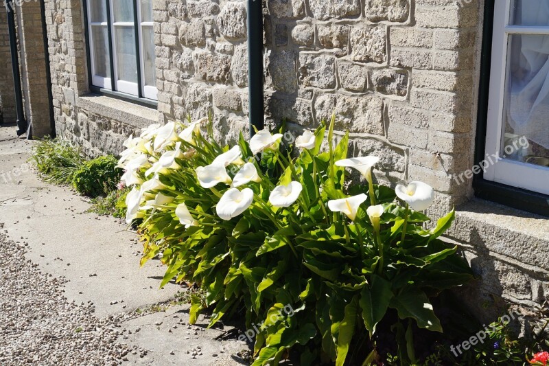 Cornwall Flowers Calla Garden Free Photos