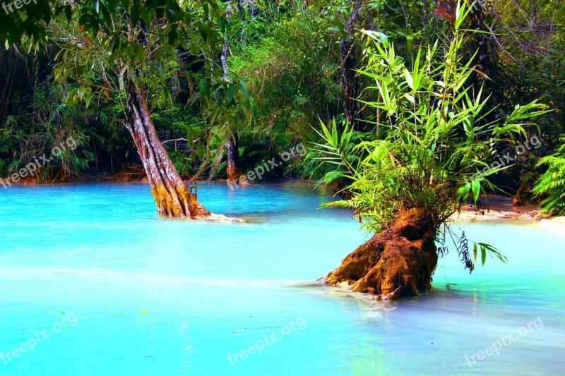 Jungle Lake Swamp Forest Wilderness