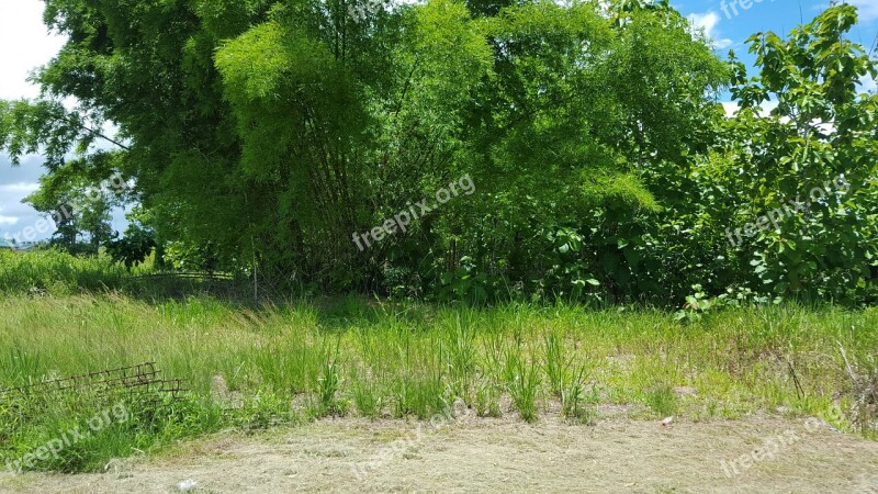 Tree Bamboo Tourism Paradise Scenic