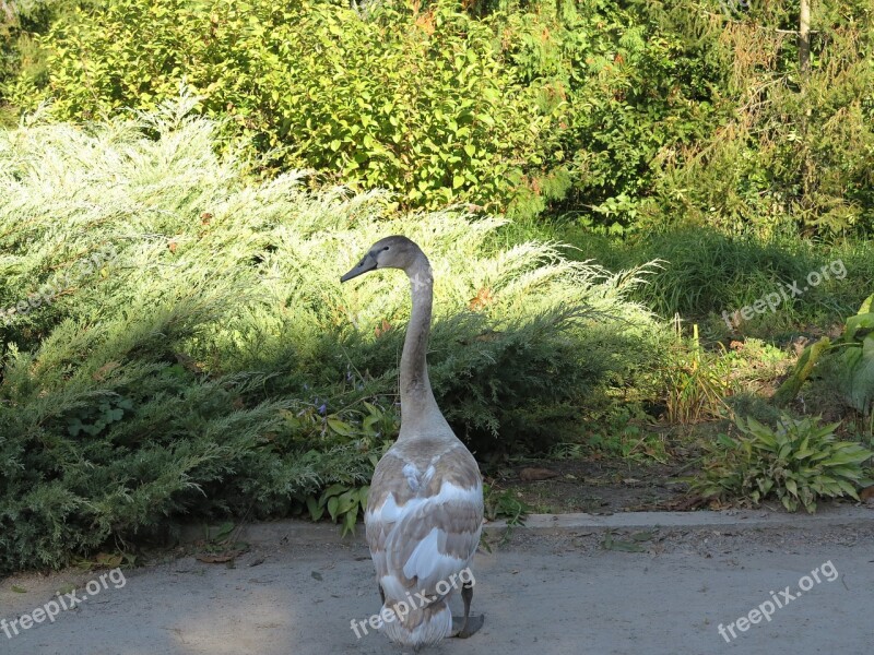 Swan The Ugly Duckling Bird Feathered Park