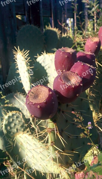 Prickly Pears Campaign Tuscany Italy Garden