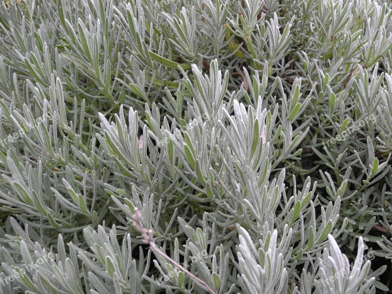 Foliage Nature Plant Lavender Gray