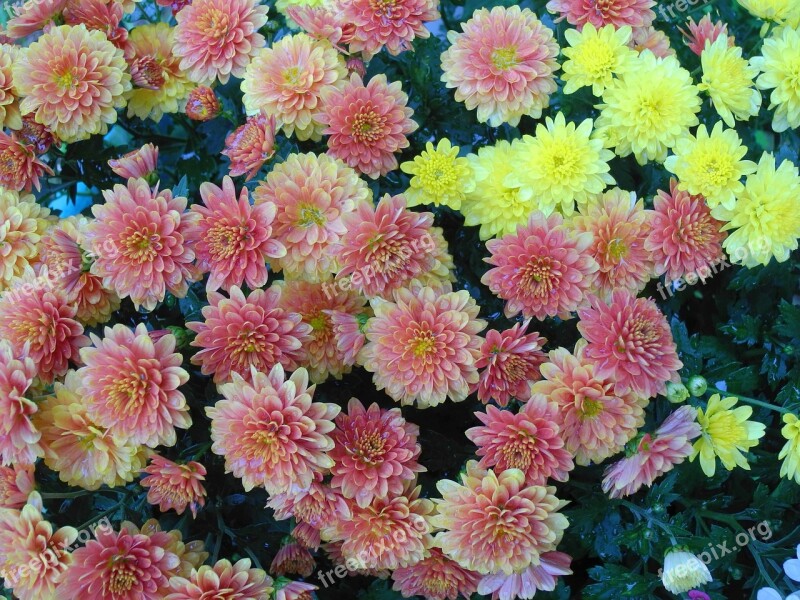 Flower Flowers Pink Yellow Autumn