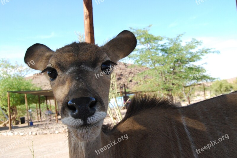 Kudu Eyes Eyelashes Animal Face