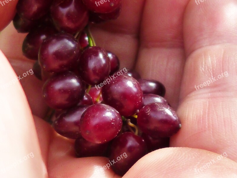 Berries Hand Macro Detail Ecological