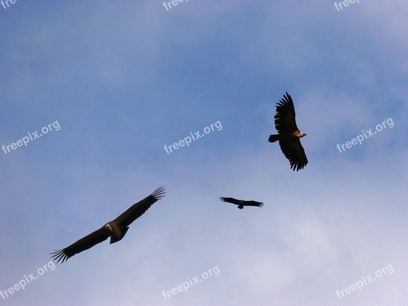 Vultures Sky Fly Flight Fauna