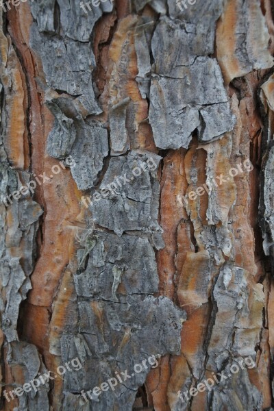 Tree Spruce Abies Bark Nature