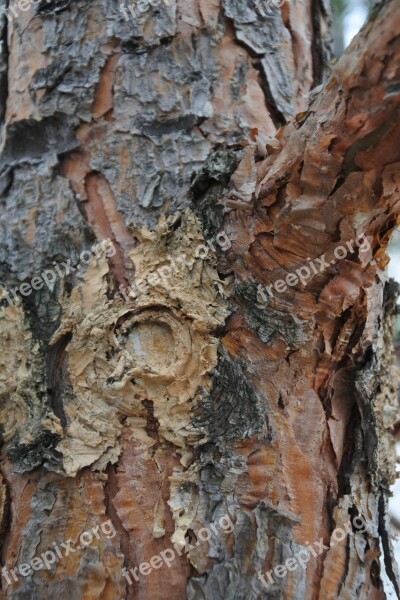 Tree Spruce Abies Bark Nature