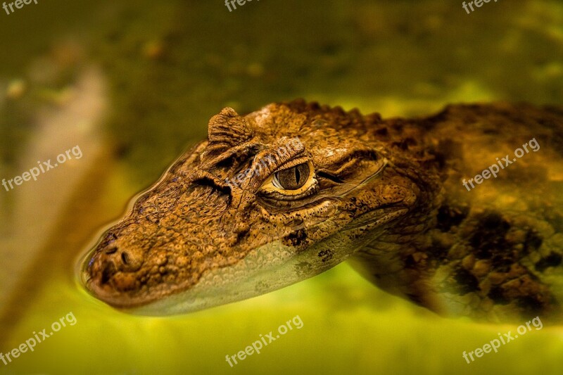 Alligator Caiman Cocodrile Reptile Nature