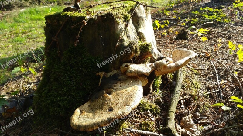 Tree Stump Mushroom Forest Floor Autumn Mood Fungus On Tree Stump