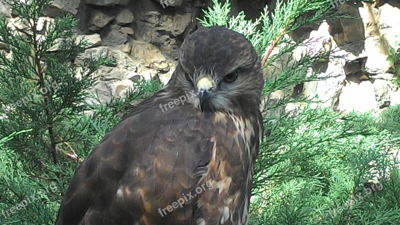 Bird Hawk Zoo Nature Sunny