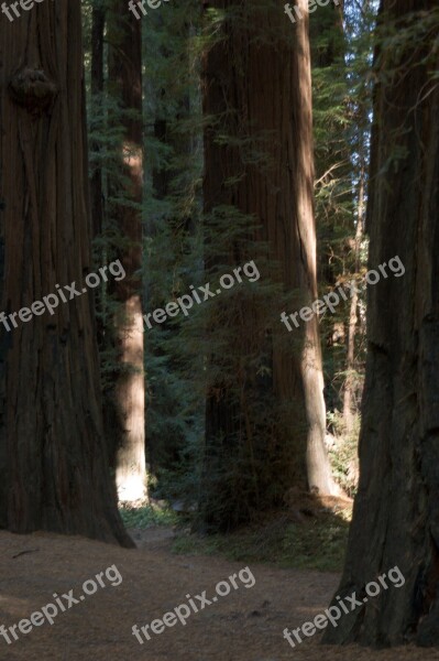 California Giant Redwoods Tree Forest Trunks