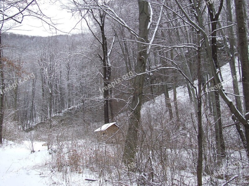 Forest Winter Beech Mountain Beech Forest Trees