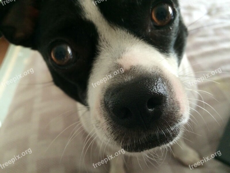 Dog Rescue Pet Domestic Cute Big Nose