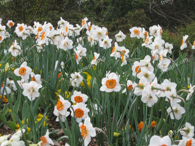 Flowers Field Spring Field Of Flowers Free Photos