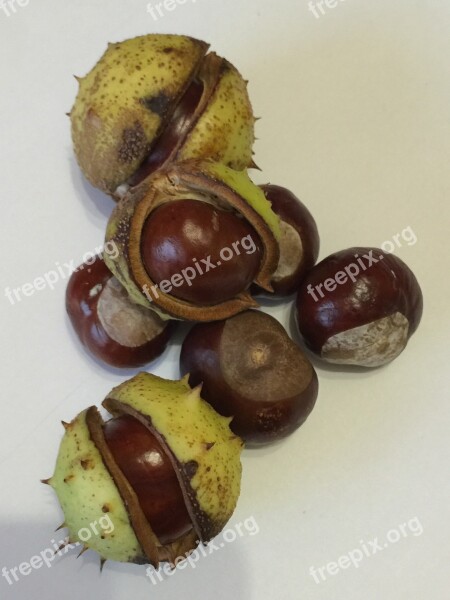 Chestnut Autumn Nature Fruit Pieksig