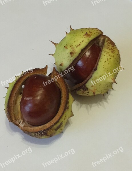 Chestnut Autumn Nature Fruit Pieksig