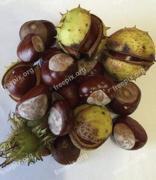 Chestnut Autumn Nature Fruit Pieksig