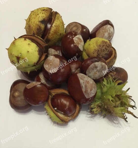 Chestnut Autumn Nature Fruit Pieksig