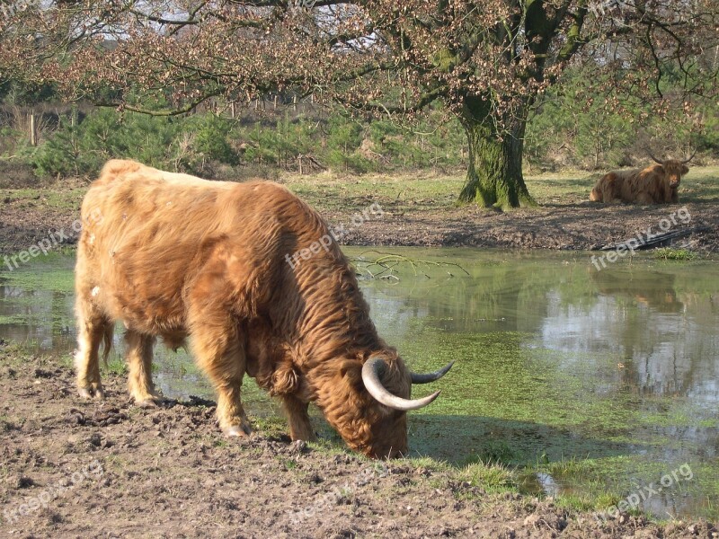 Highlander Cattle Nature Scottish Highlanders Forest