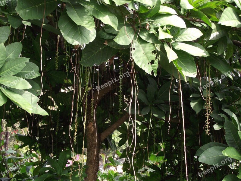 Vine Plant Green Woods Wood