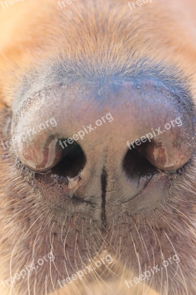 Dog Nose Dog Nose Canine Animal