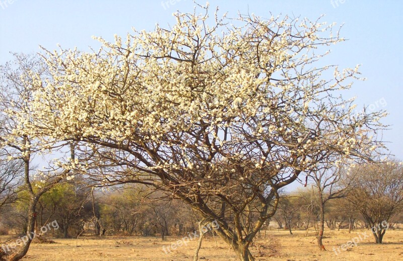 Bush Tree South Africa Nature Park