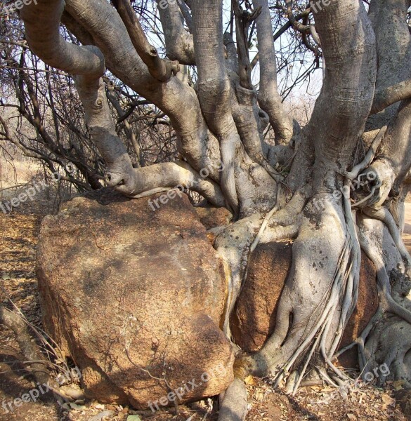 Tree Bark Bush Branches Thorn