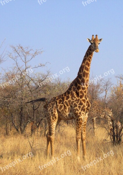 South Africa Park Animal Wild Mammal