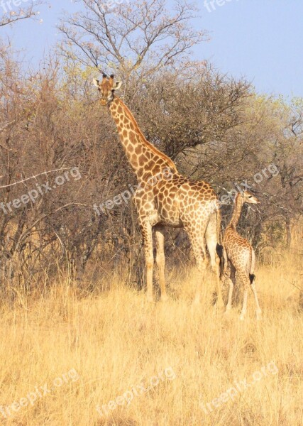 South Africa Park Animal Wild Mammal