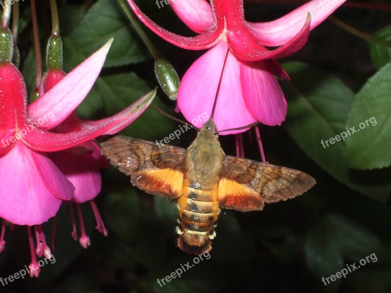 Hummingbird Hawk-moth Fuchsia Free Photos