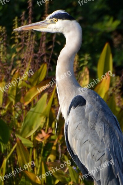 Heron Bird Nature Beak Animal